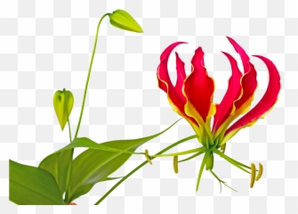 Gloriosa Rothschildiana Marginpar - Flame Lily Flower Pictures Clip Art Png,Lily Png