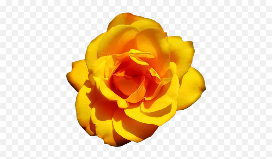 Transparent Yellow Rose Design T - Shirt Floribunda Png,Yellow Rose Transparent