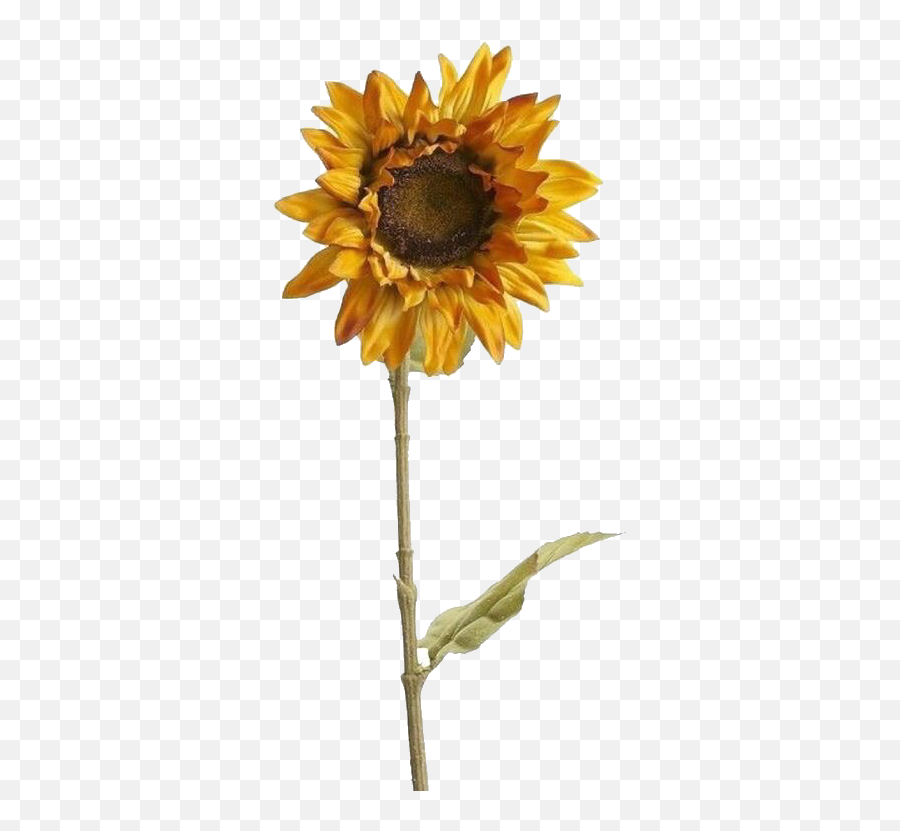 Sunflower Aesthetic Yellow Tumblr Arthoe Png Pngsticker - Transparent Background Aesthetic Sunflower Png,Hoe Png