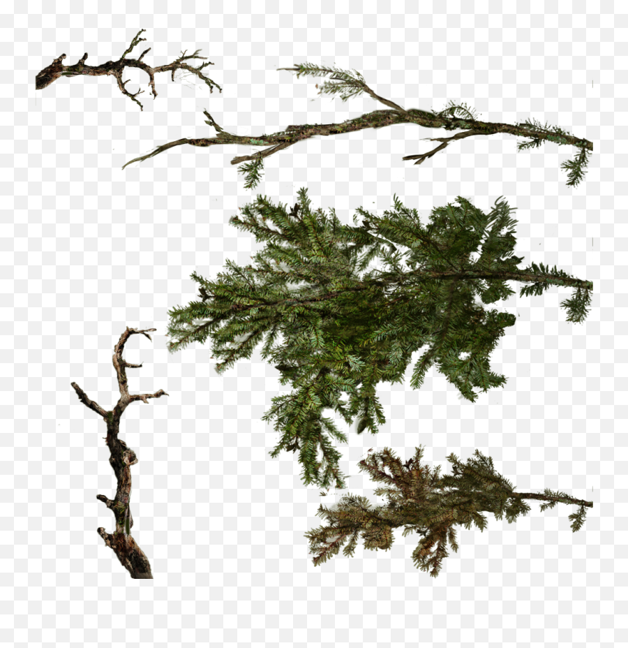 Download Tree Texture Branches Png Image With No - Pine Tree Branch Texture,Branches Png