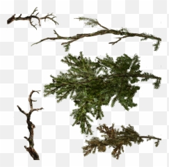Download Tree Texture Branches Png Image With No - Pine