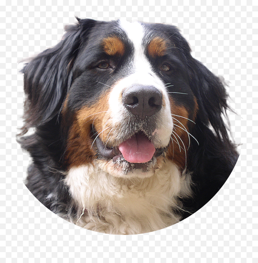 Download Dogs Png Image Without Background - Bernese Bernese Mountain Dog Transparent,Mountain Background Png