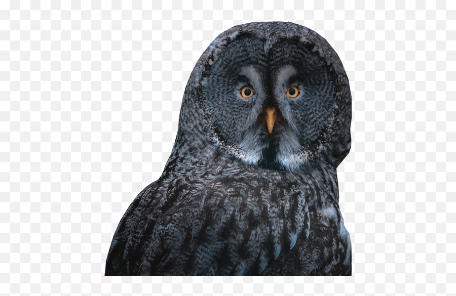 Minipcr Sleep Lab - Lark Or Owl Iphone 11 In Black Background Png,Owls Png