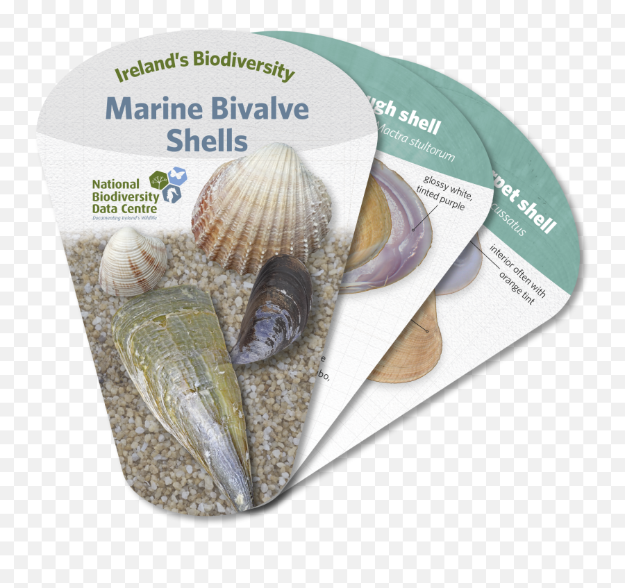 Marine Bivalve Shells - Cockle Png,Seashell Transparent