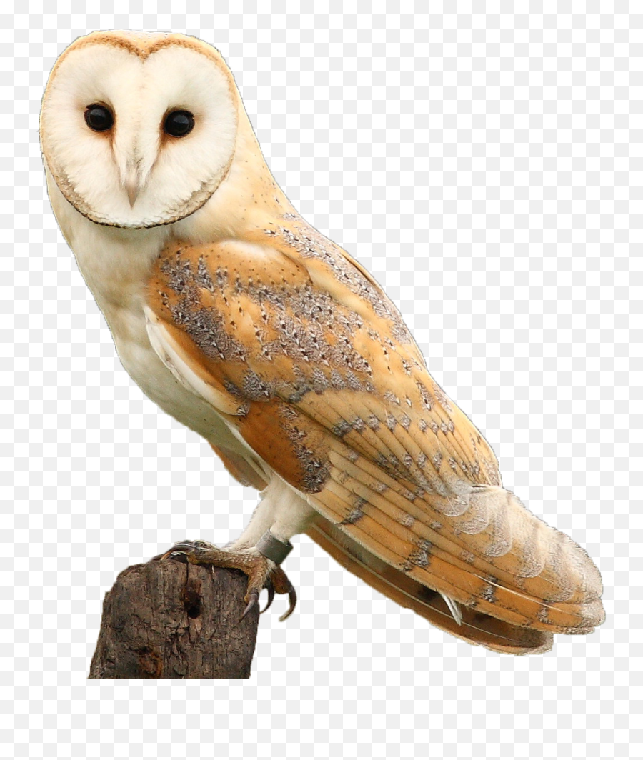 Hawk And Owl Trust - Barn Owl Png,Barn Owl Png