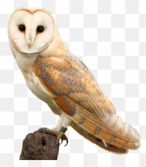 Hawk And Owl Trust - Barn Owl Png,Barn Owl Png