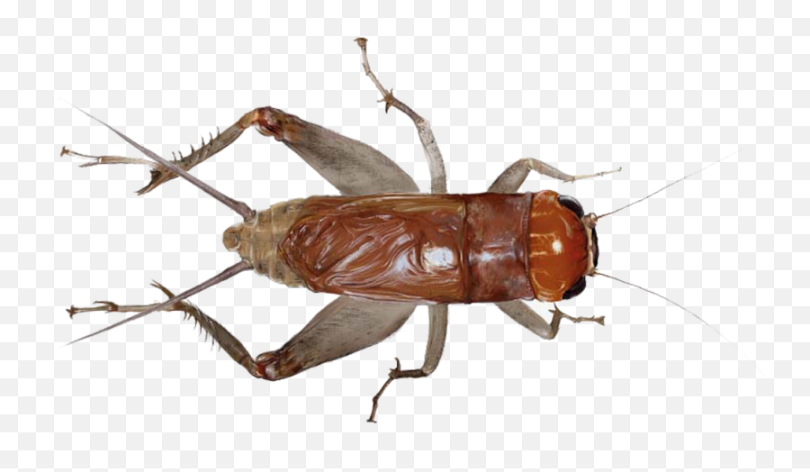 Cricket Insect Png - Cockroach That Looks Like Grasshopper,Insect Png