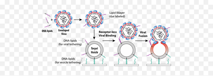 Virus U0026 Vesicle Fusion Boxer Lab - Circle Png,Virus Png