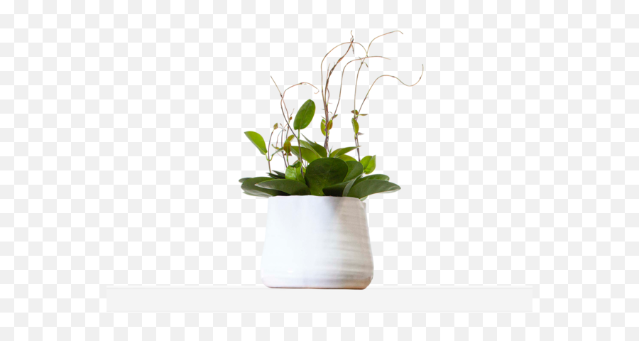 Vining Plants Free Shipping - Houseplant Png,Hanging Plants Png