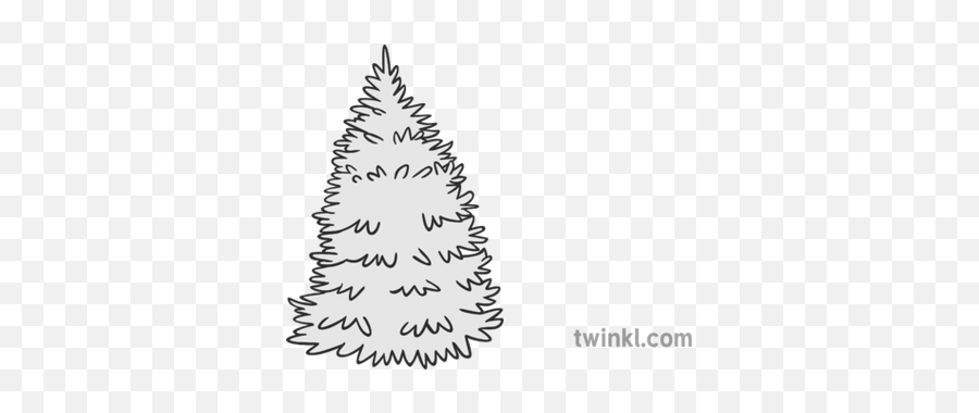 Spruce Tree Black And White Illustration - Twinkl Christmas Tree Png,Spruce Tree Png