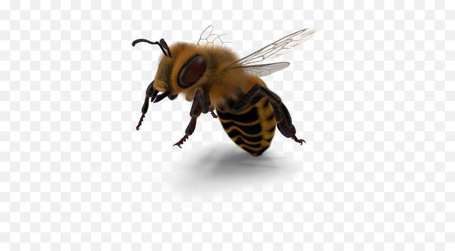 Bee Png Image - Portable Network Graphics,Bee Png