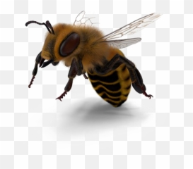 Bee Png Image - Portable Network Graphics,Bee Png