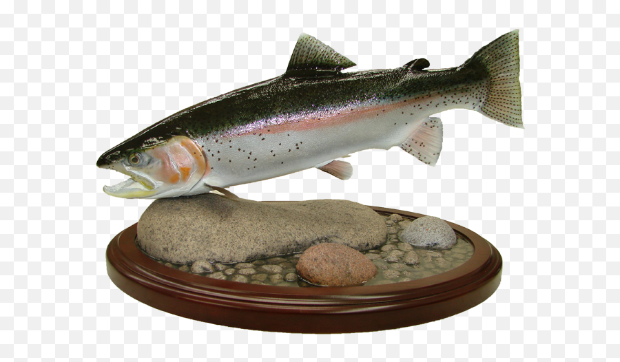 Download Rainbow Trout Mount - Coastal Cutthroat Trout Png,Trout Png