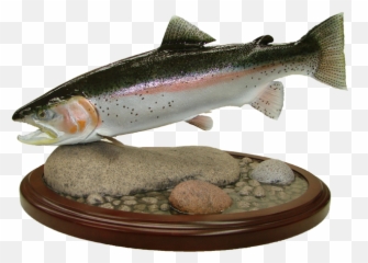 Download Rainbow Trout Mount - Coastal Cutthroat Trout Png,Trout Png
