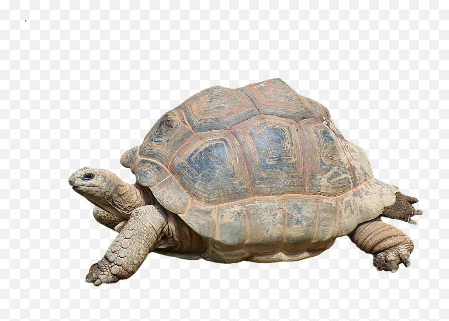 Turtle Transparent Png Image - Tortoise Turtle,Turtle Transparent