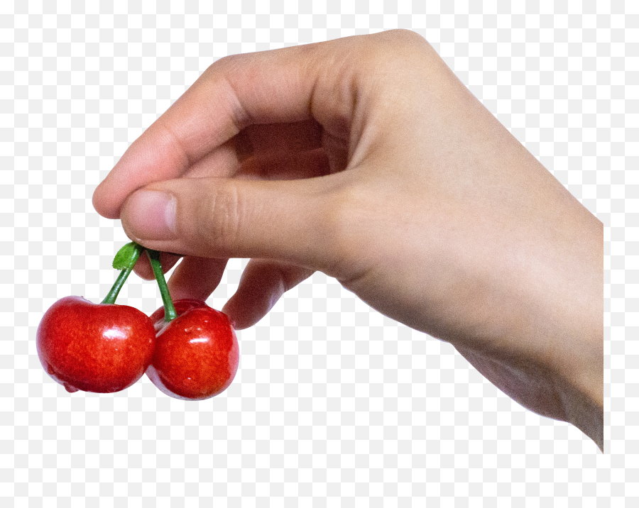 Berry Cherry In Hand Png