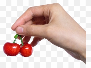 Berry Cherry In Hand Png