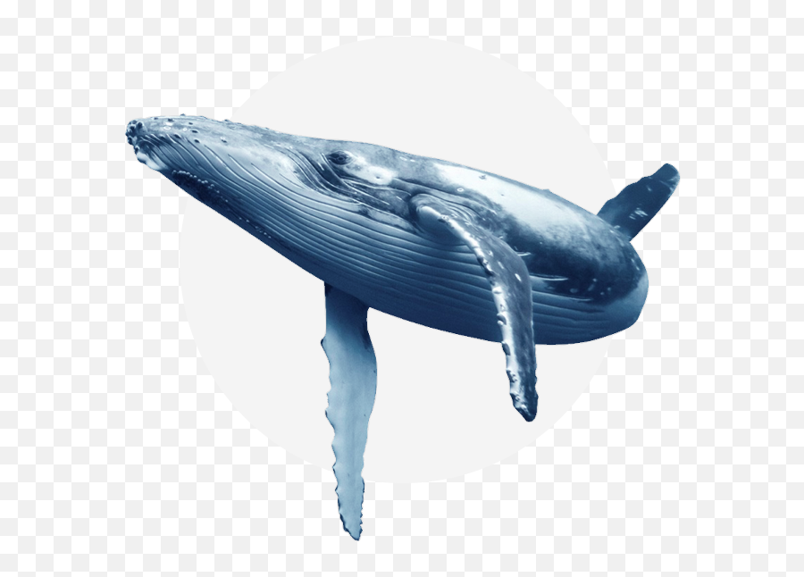 Oceanside Adventures - Blue Whale Transparent Background Png,Blue Whale Png