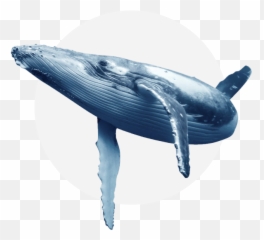 Oceanside Adventures - Blue Whale Transparent Background png