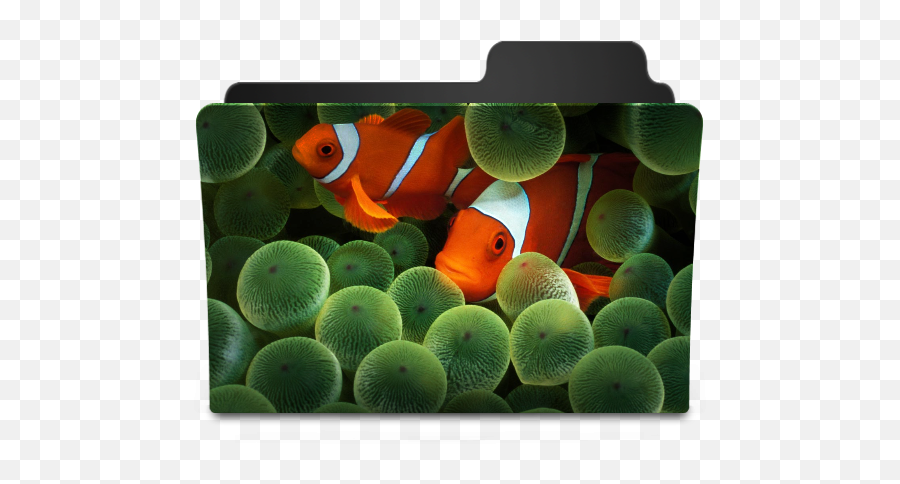 Clownfish Icon - Goodies Folder Icons Softiconscom Iphone Clownfish Wallpaper Hd Png,Clownfish Png