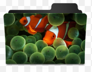 Clownfish Icon - Goodies Folder Icons SoftIconscom Iphone Wallpaper Hd png