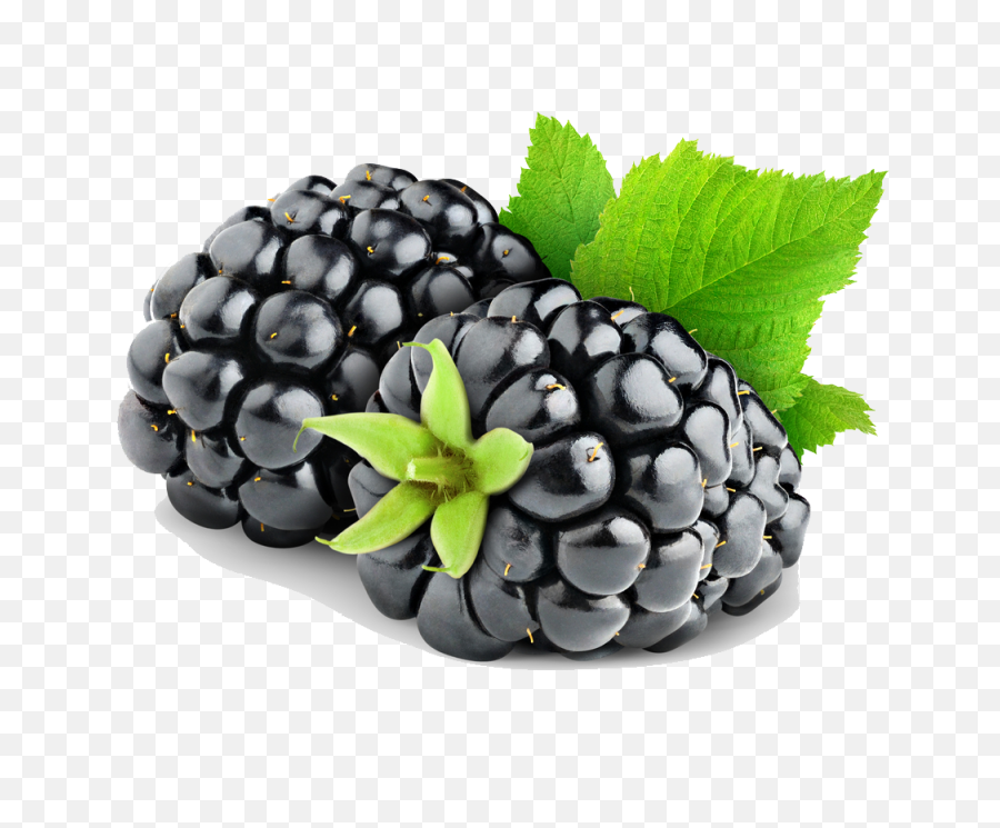 Free Blackberries Png Download - Blackberry Png,Blackberries Png