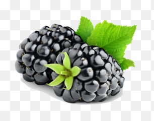 Free Blackberries Png Download - Blackberry Png,Blackberries Png