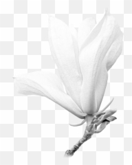 White Magnolia - Shirt Twig Png,Magnolia Png