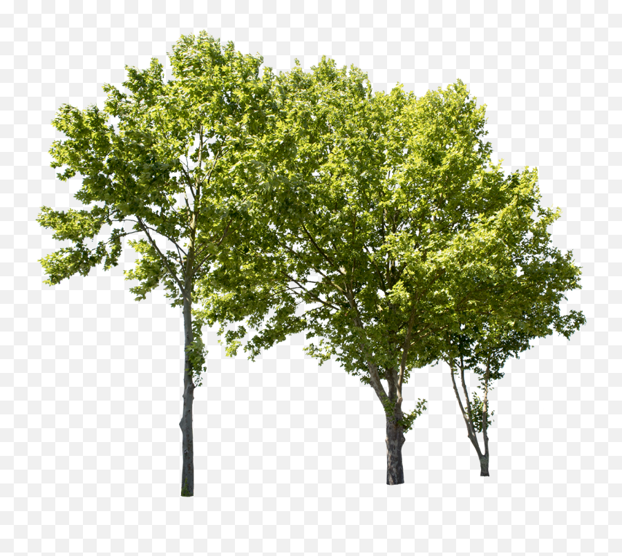 Plane Tree Group Ii - Cut Out Tree Png,Transparent Plane