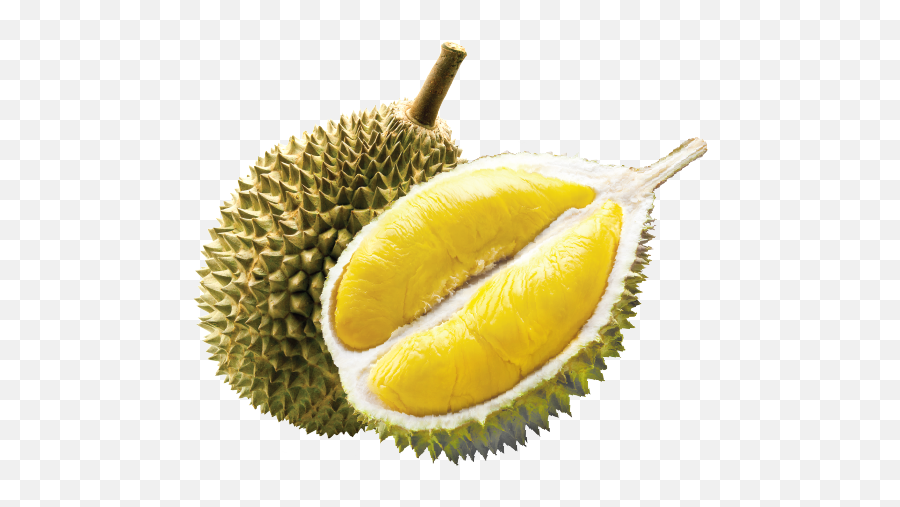 Home - Durian Png,Durian Png
