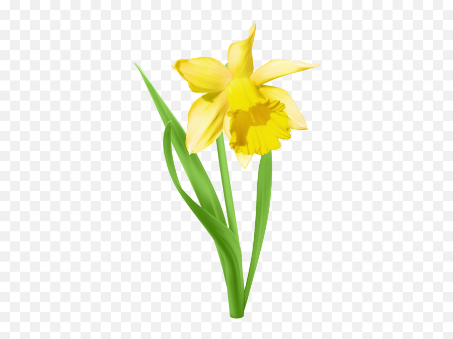 Daffodil Transparent Png Clip Art Image - Daffodil Clip Art,Yellow Flower Transparent Background