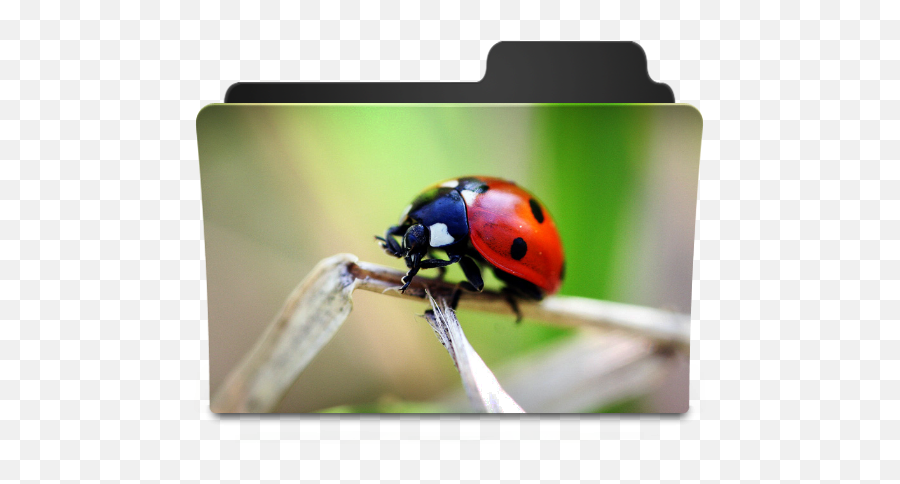 Real Ladybug Folder Icon Png Clipart Image Iconbugcom