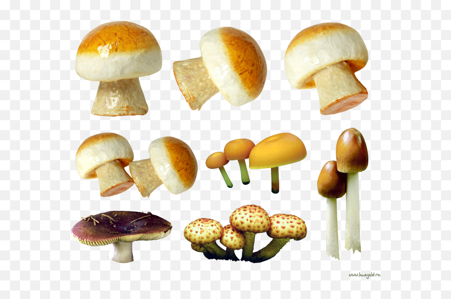 Mushroom Png 19 Transparent Background Images Free - Mushroom Variety,Mushroom Png