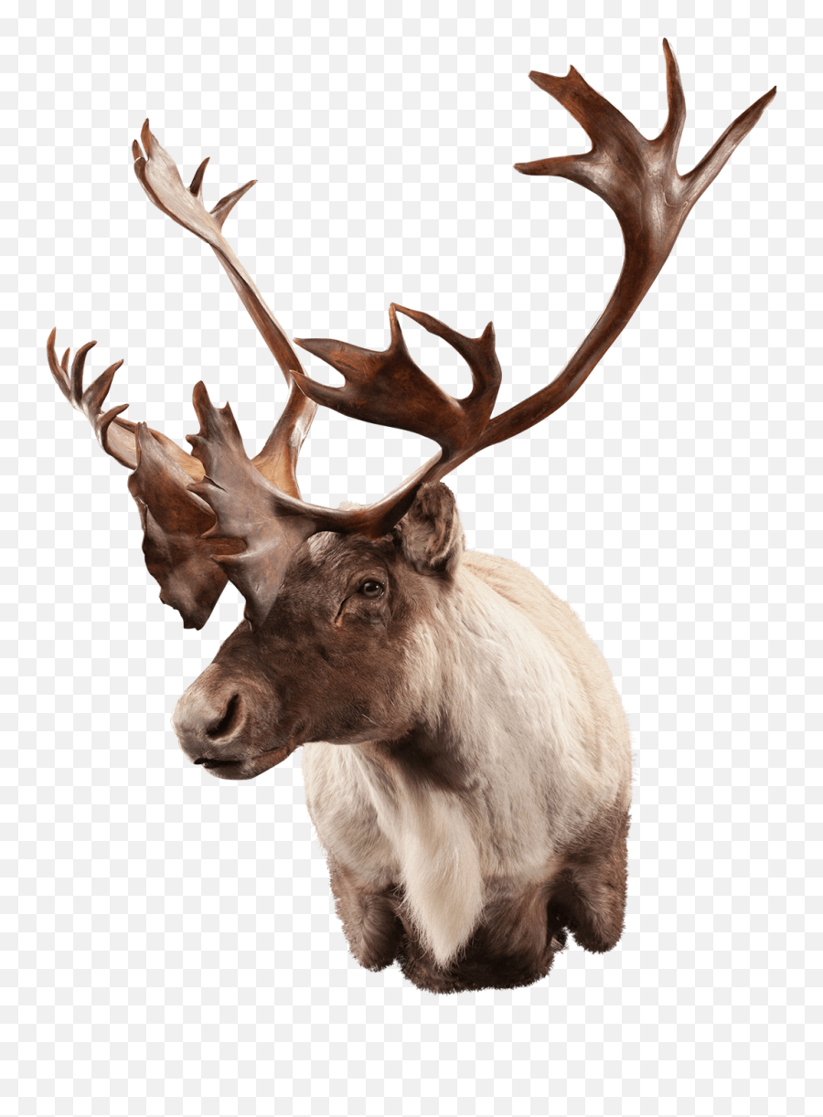 Caribou Cb102 Our Work Kanati Studio - Elk Png,Caribou Png