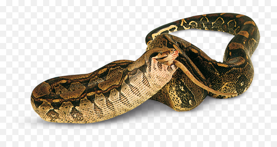 Types Of Reptiles Facts Dk Find Out - Snakes Dkfindout Png,Reptiles Png