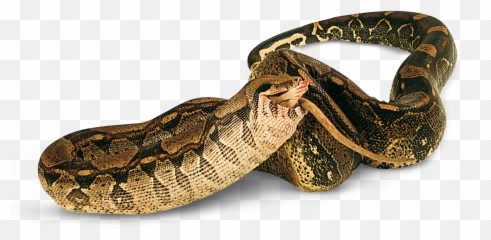 Types Of Reptiles Facts Dk Find Out - Snakes Dkfindout Png,Reptiles Png