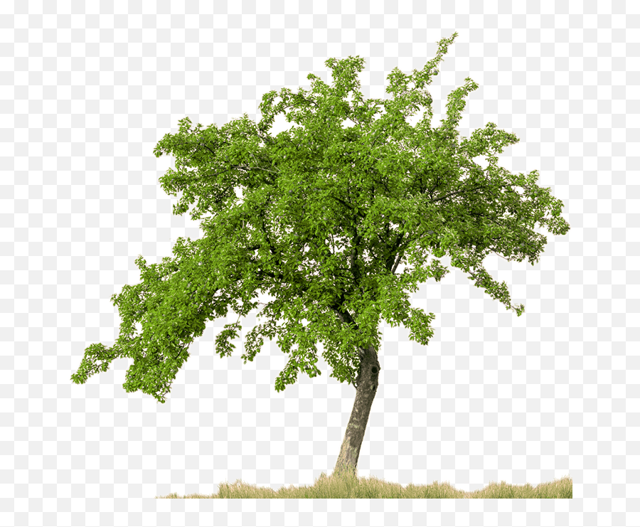 Trees - Pear Tree Transparent Background Png,Trees In Plan Png