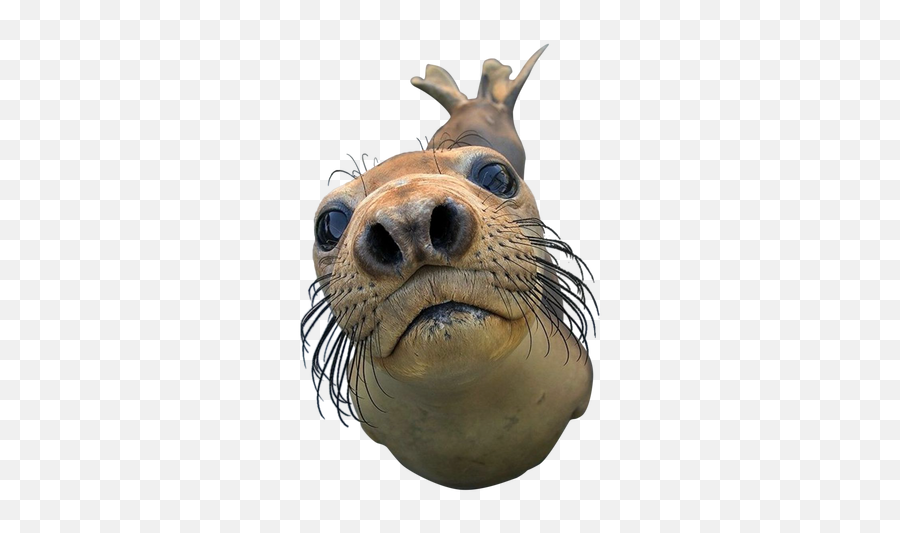 Seal Png Images - You Got Any Games On Your Phone,Seal Png
