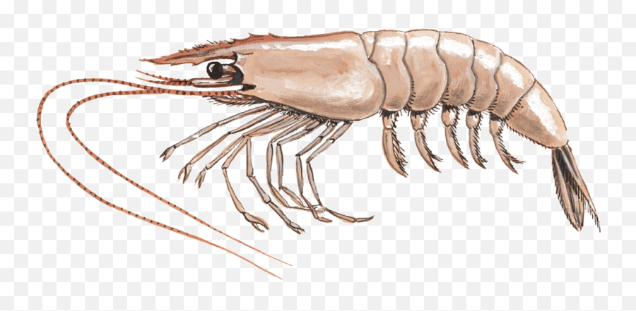 White - Shrimppenaeusvannameiel Santa Monica Seafood Pacific White Shrimp Png,Shrimp Png