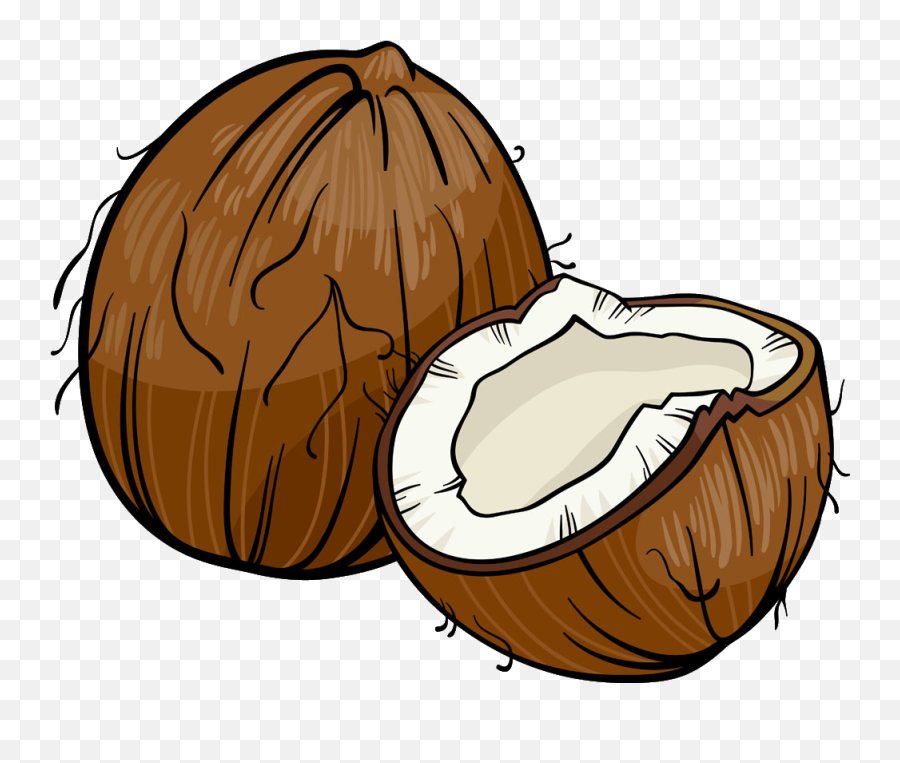 Coconut Png Download - Coconut Illustration Png,Coconut Png