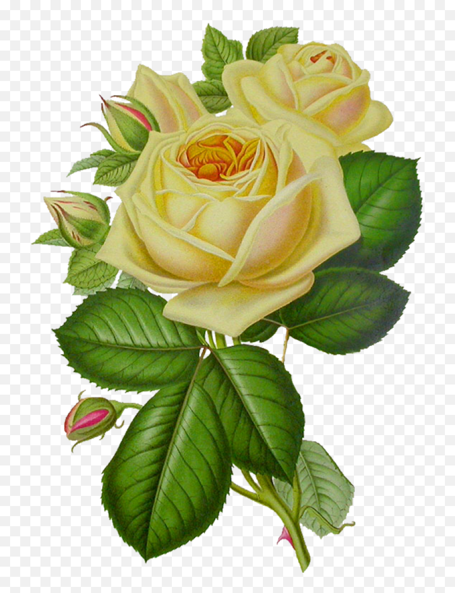 White Roses Png Image - Green Flower Rose Png,White Roses Png