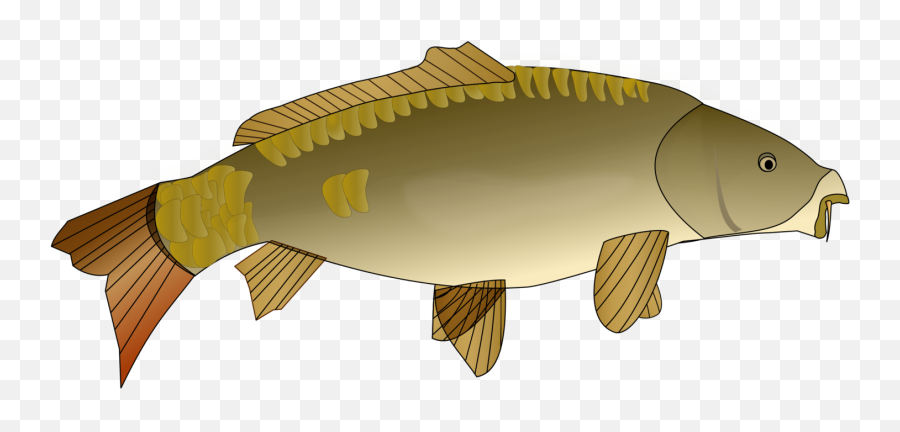 Perchbony Fishcarp Png Clipart - Royalty Free Svg Png Carp Clipart Png,Koi Fish Png