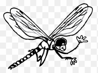 Download Hd Dragonfly - Netwinged Insects Transparent PNG