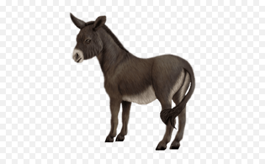 Free Transparent Png Images - Schleich Paarden Shetlander Zwart,Donkey Png