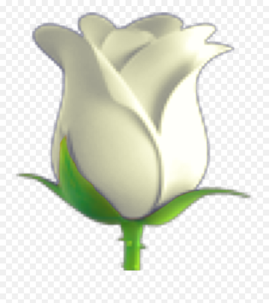 Might Need To Redo This White Rose Emoji Remix - Illustration Png,White Rose Transparent Background