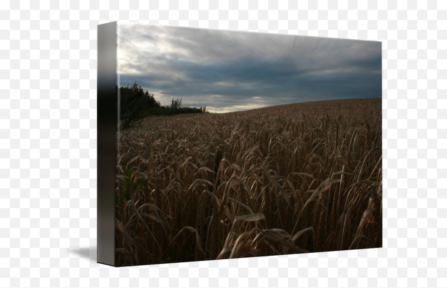 Corn Field By Roberto Dean Png