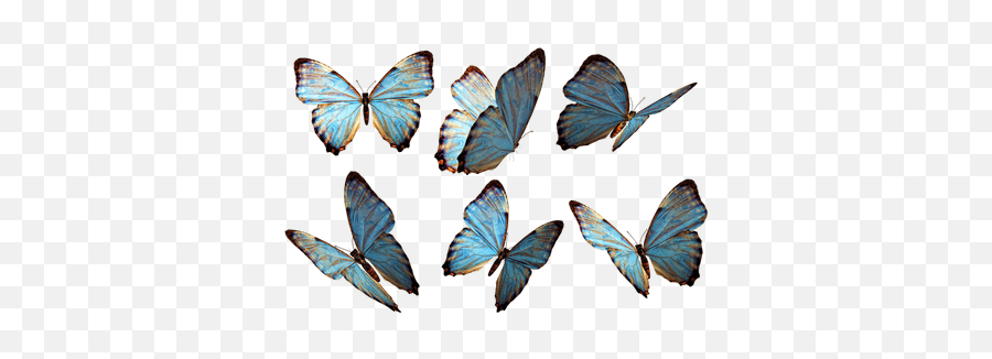 Butterflies Transparent Png Images - Stickpng Butterfly Png,Butterflies Png