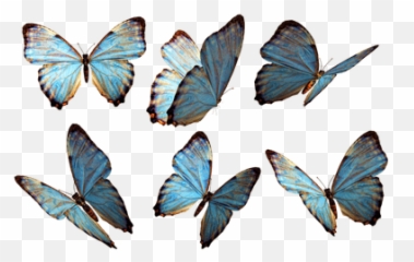 Butterflies Transparent Png Images - StickPNG Butterfly Png