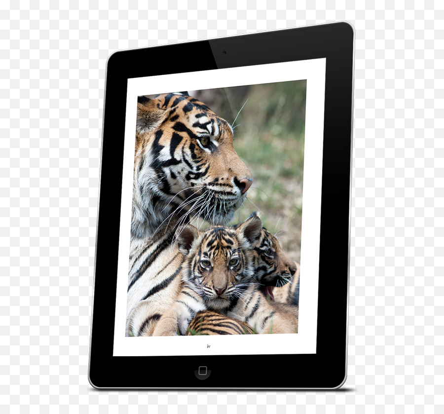 Tigers Kindle - Bengal Tiger Png,Tiger Scratch Png