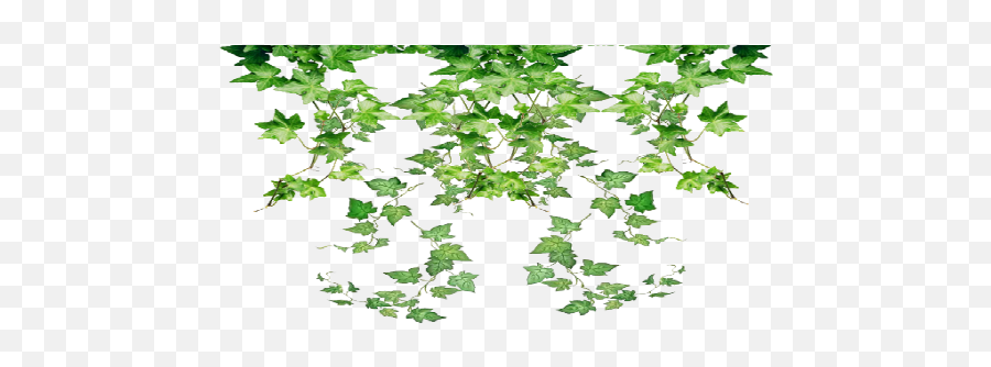 Index Of Plants Png Hanging